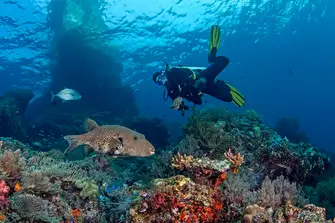 The diving in Indonesia is world class as the heath and diversity of its marine life is so rich