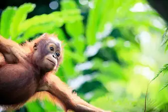 Despite historically clearing much of it for rubber and palm oil plantations, Malaysia now treasures its natural biodiversity. The largest and oldest national park, Taman Negara, was gazetted in 1938 