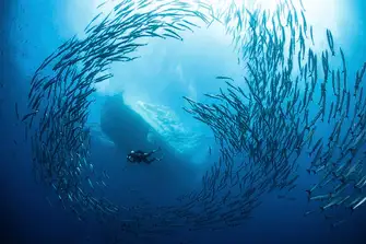 Like Indonesia, Malaysia has some awesome diving. You too could find yourself swimming with shoaling barracuda