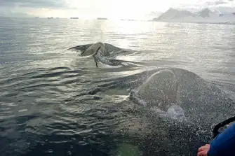 Orca patrol these waters as apex predators