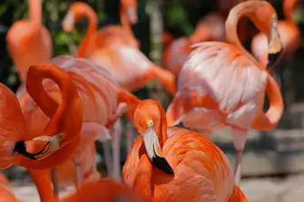 See flamingoes at the Ardastra Gardens and Wildlife Conservation Centre