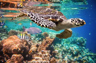 It's a great place to spot endangered Hawksbill turtles