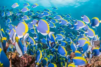 Rainbow-coloured fish, like these surgeonfish, delight every time