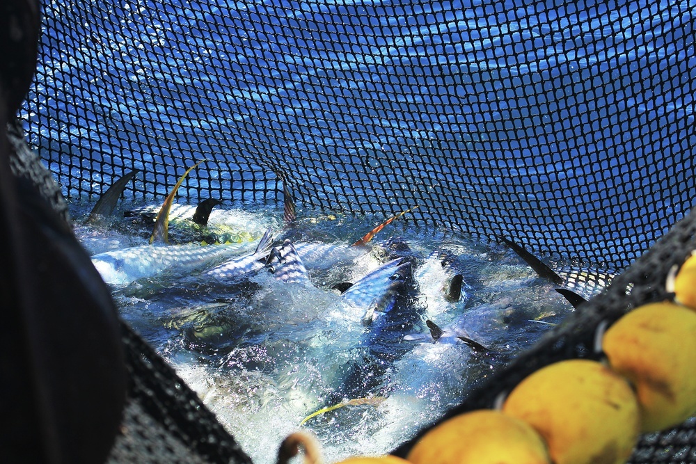 Yellowfin tuna is severely overfished in the Indian Ocean