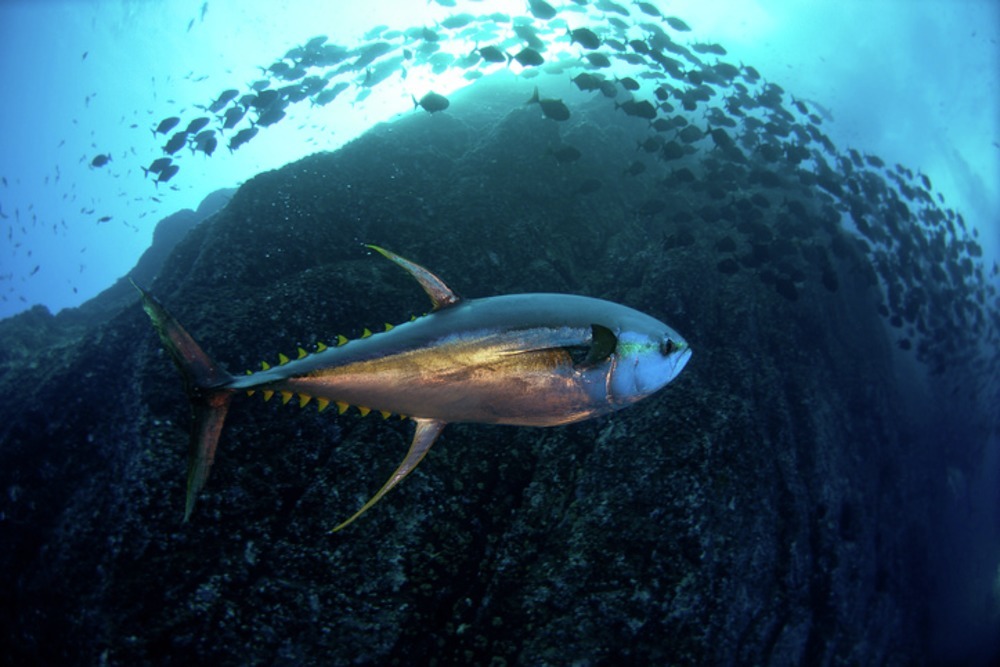 In 2023 Blue Marine will push for the recovery of Indian Ocean yellowfin tuna