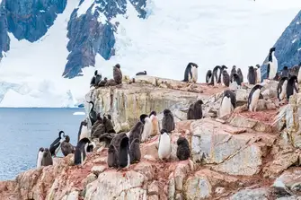The Adelie are the smallest species of penguin to be found in Antarctica