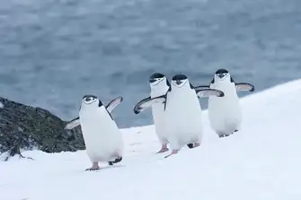 Chinstrap Penguins have been given the nickname Stonebreaker Penguins due to the loud shrieking noises they make 
