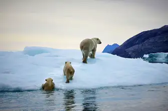 The Arctic Circle is home to many animals especially the beautiful white polar bears