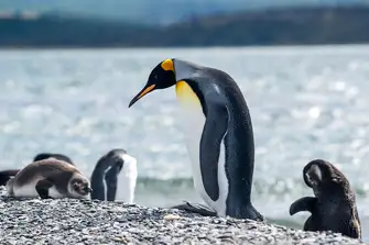 King Penguins can be recognized due to their stunning orange colors 