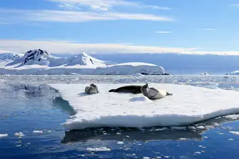 Crabeater Seals are a common sight to those who pass through The Gullet
