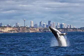 Keep an eye out for Australia's magnificent sealife