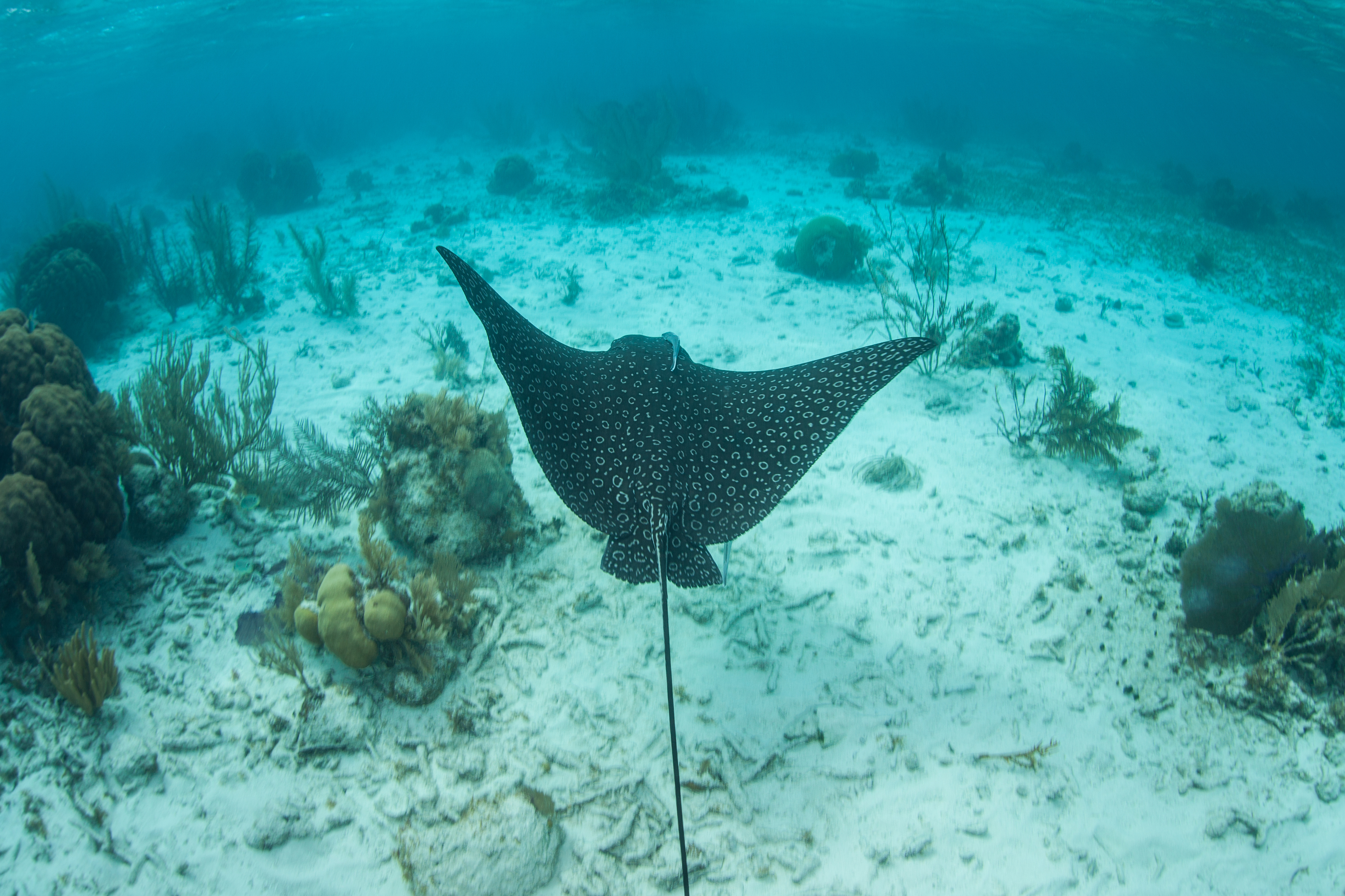 Stingray Belize
