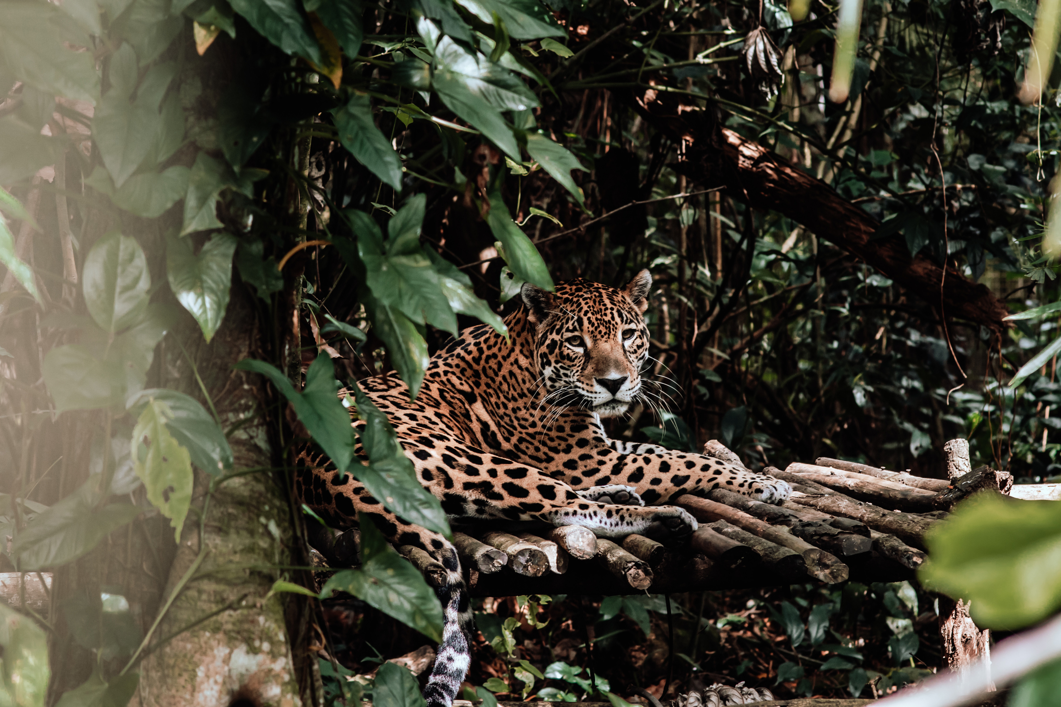Jaguar Belize