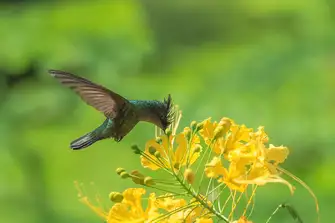 The Antillean crested hummingbird is just one of the natural wonders to look out for on a trek up to Mount Liamuiga's crater rim
