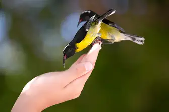 You'll have the Bananaquit birds eating out of your hand