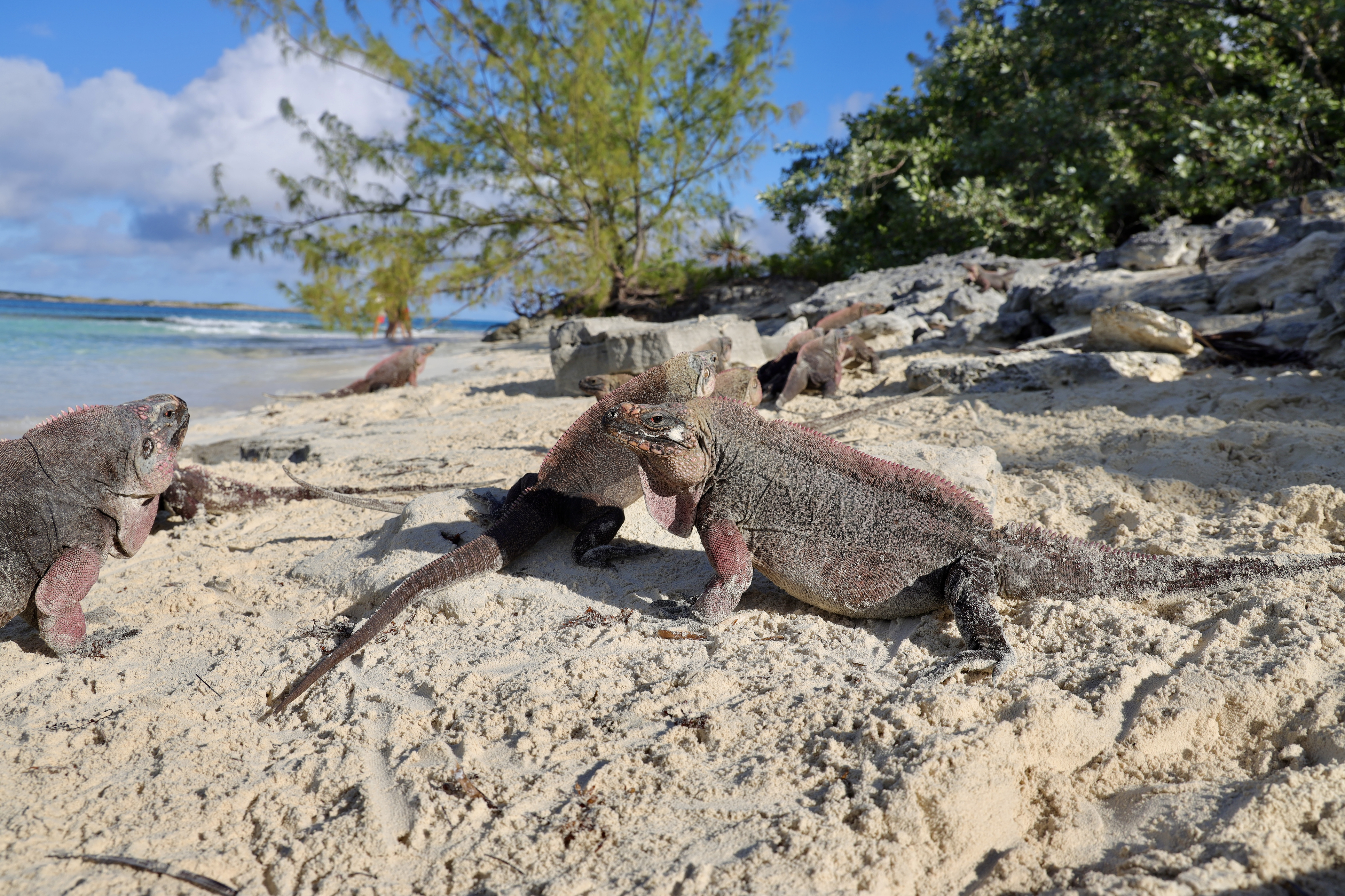Allen Cay Bahamas iguanas