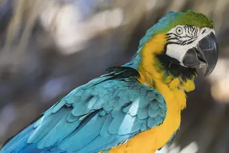 Don't miss the opportunity to see the majestic Bahamian Parrots 