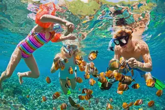 Explore the life below the crystal-clear waters of the Caribbean