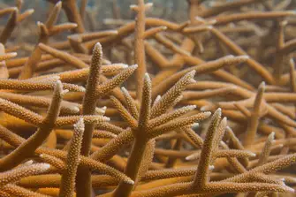 The Elkhorn and Staghorn corals that form the barrier are endangered in the Caribbean, and are considered to be important reef-builders in the region