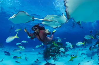 Explore the crisp clear waters of The Grenadines and discover the colourful sea-life that live below