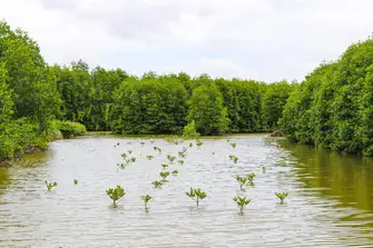Mangroves have adapted to living in high salinity environments, and protect coastal communities 