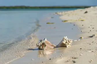 Keep an eye out for shells and starfish along the sandbars of Leeward Beach