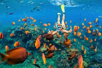 Vibrant reefs teem with colourful fish