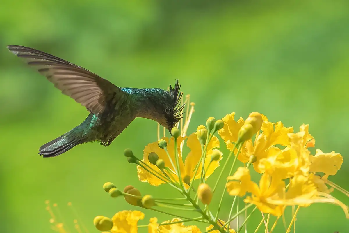 Antillean crested hummingbird