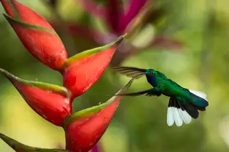Keep your eyes peeled for the white-tailed sabrewing hummingbird