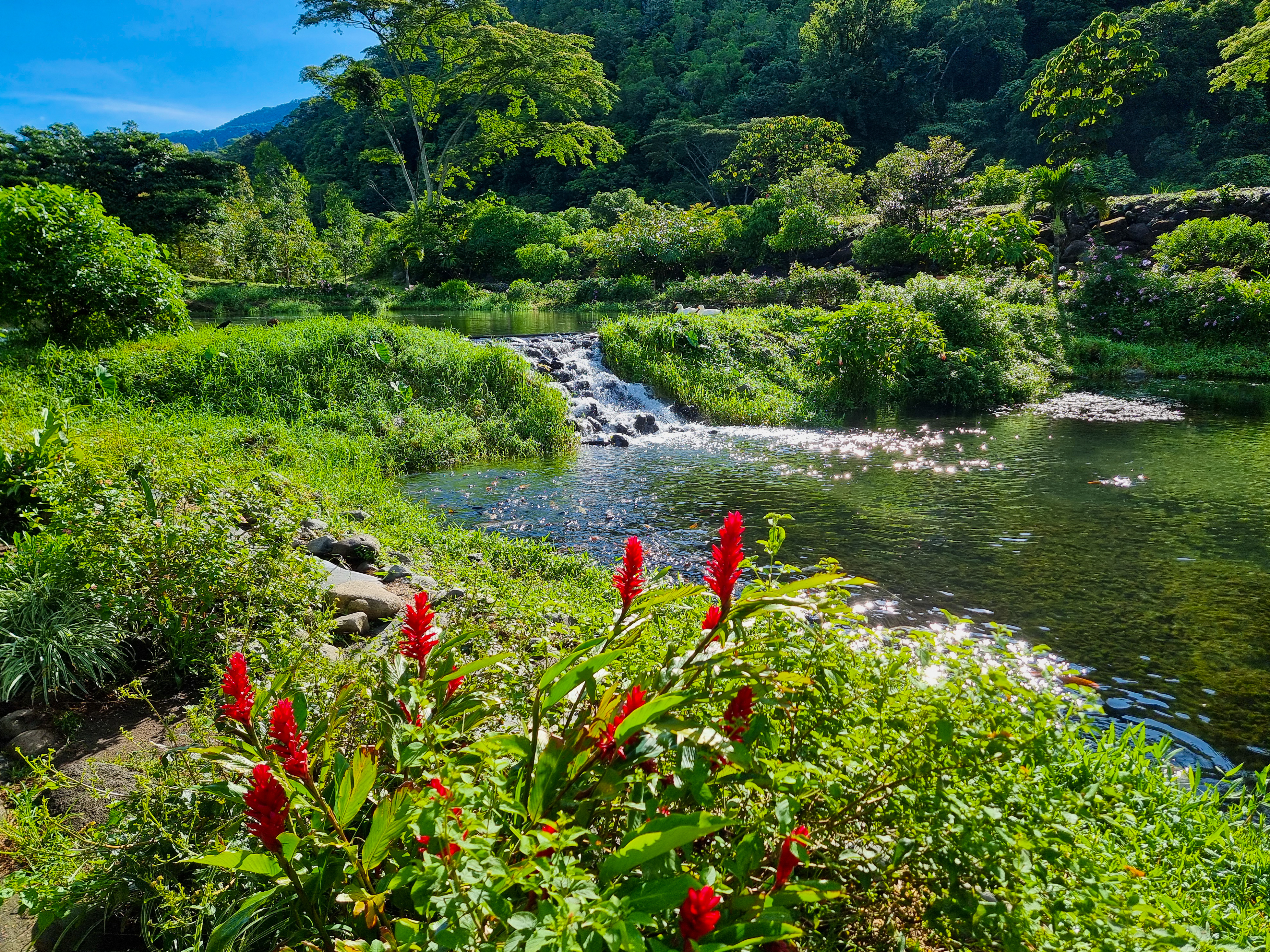 A clear river flows through a lush green valley with a small waterfall and red flowering plants.