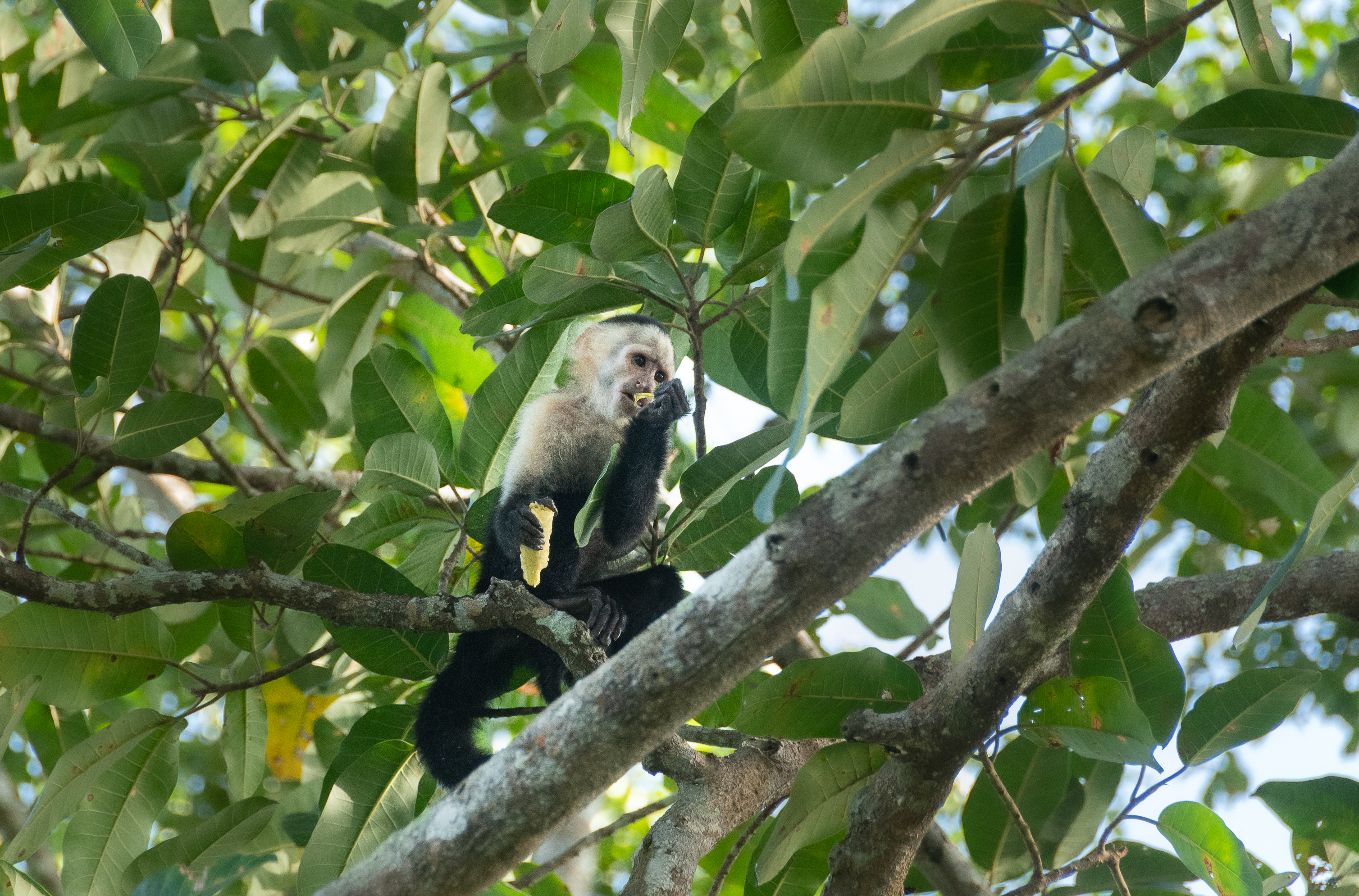 A capuchin monkey sits amongst green leaves on a tree branch, holding and eating a piece of fruit.