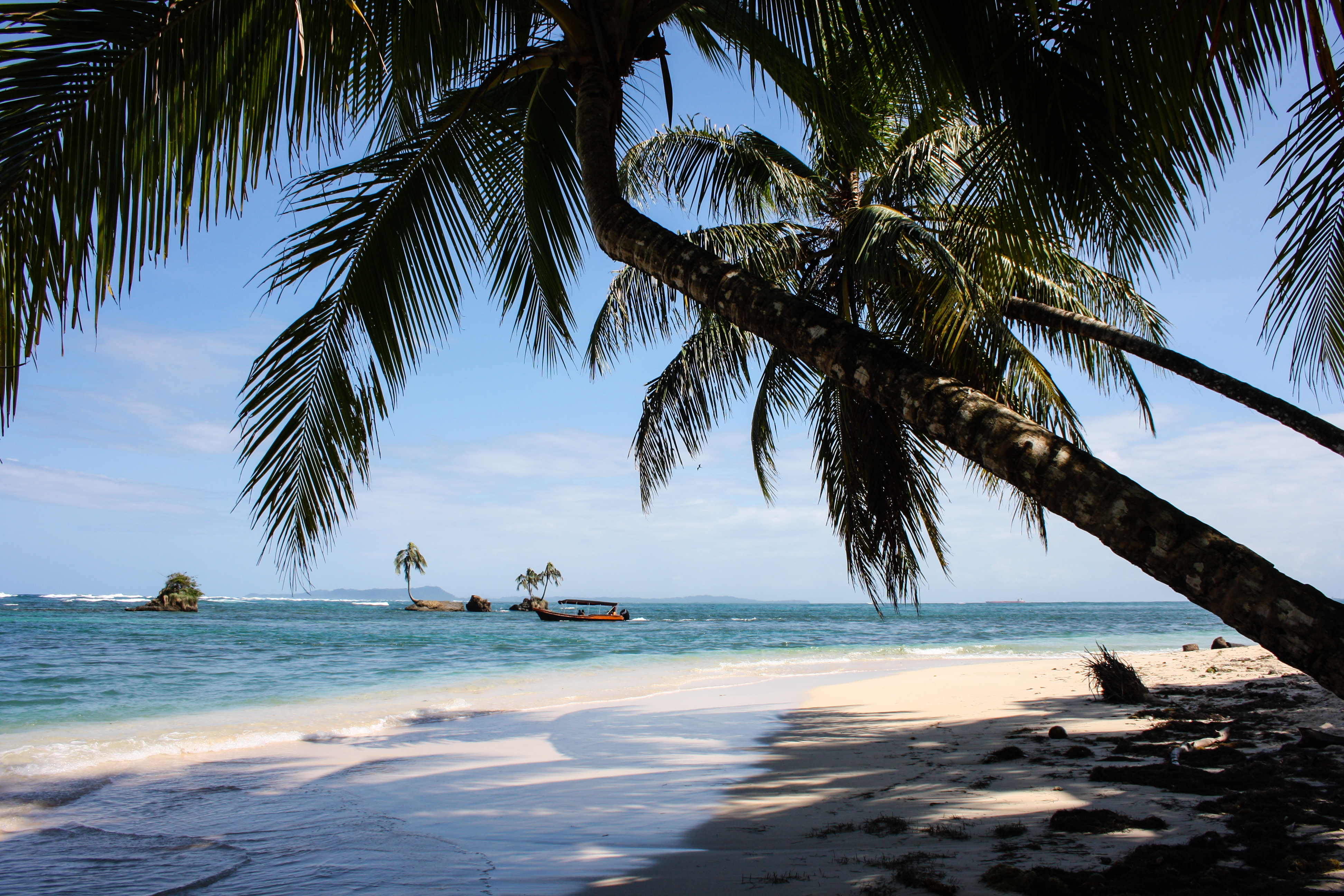 Palm trees on the beach of Cayo Zapatilla