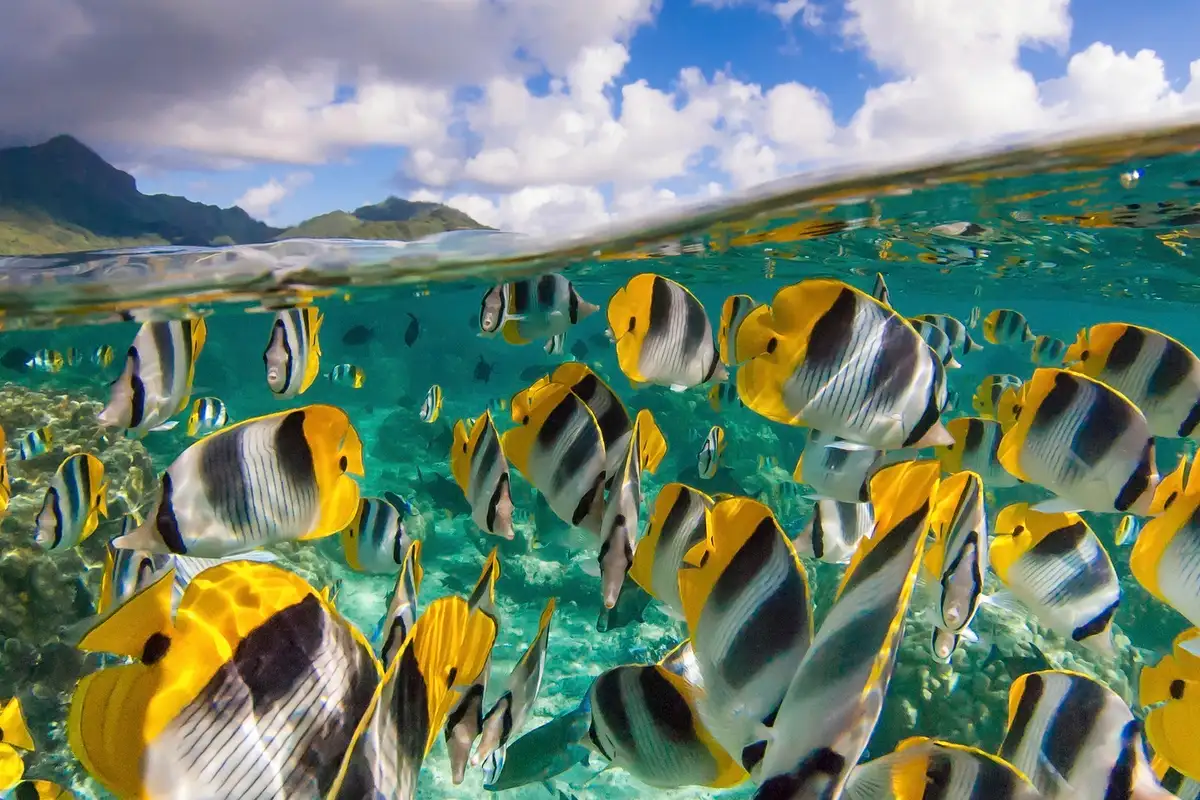 Yellow butterfly fishes, French Polynesia