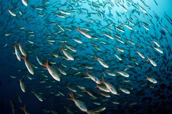 Those looking to explore the natural wonders of the Galapagos' marine world, like this school of Creole fish, will choose November or May when visibility below the surface is best