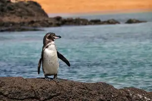 Galapagos