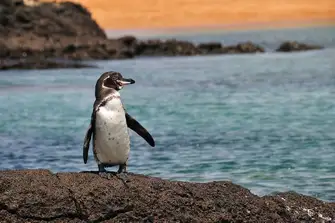 Galapagos Penguins live in caves and crevices within the coastal lava as the Islands lack the soft peat in which to burrow