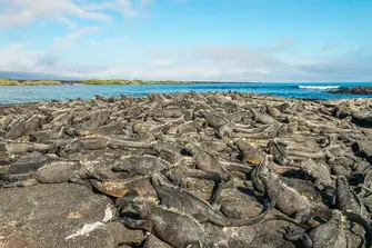 Like so many species here, marine iguanas are endemic to the Galapagos islands