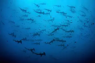 Swimming with hammerheads is a highlight of any diver's log book