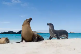 Admire the beautiful Galapagos Sea Lions from afar or jump at the opportunity to swim alongside them
