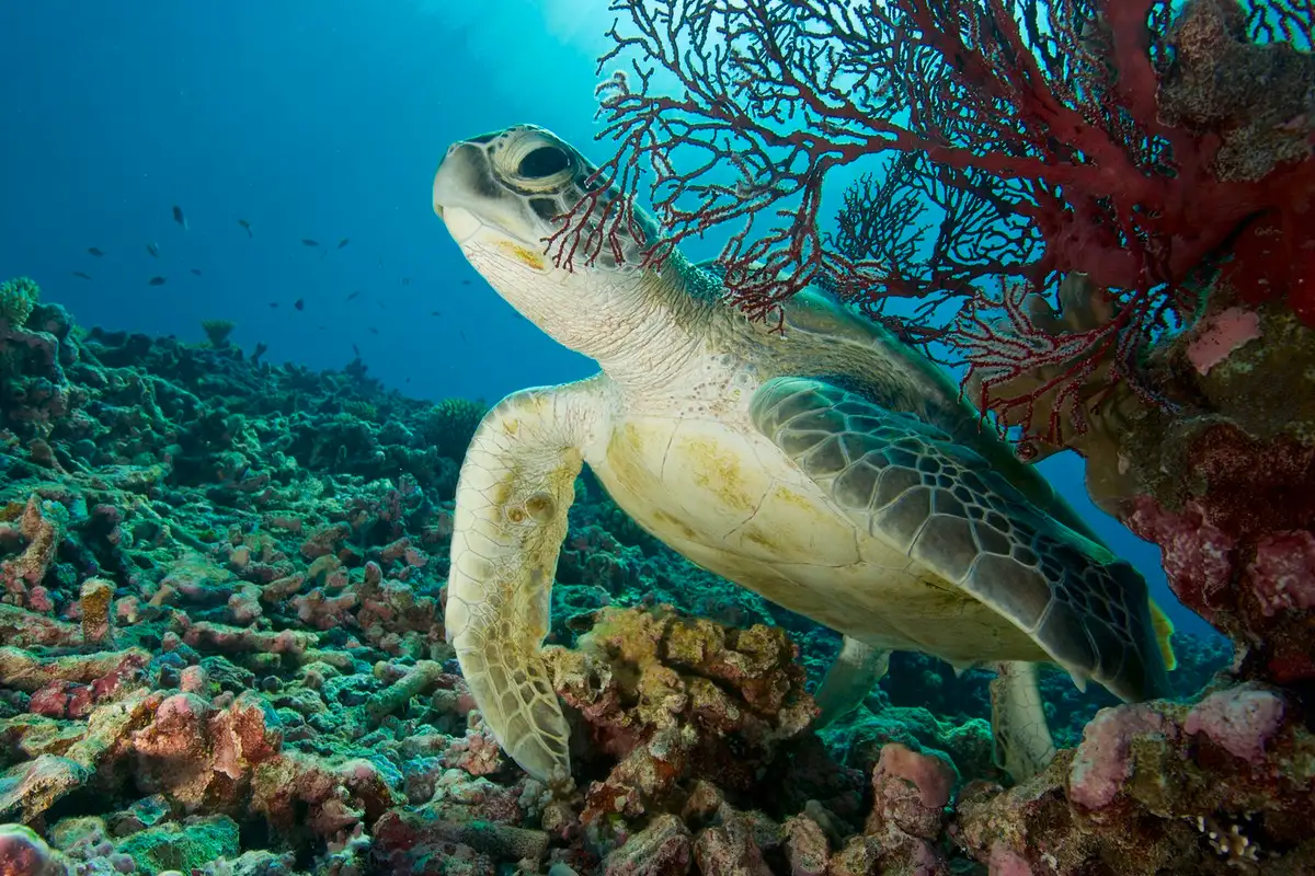 Green turtle behind red fan coral