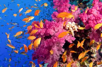 Protect and preserve the stunning corals reefs and underwater wildlife by banning single-use plastics on board 