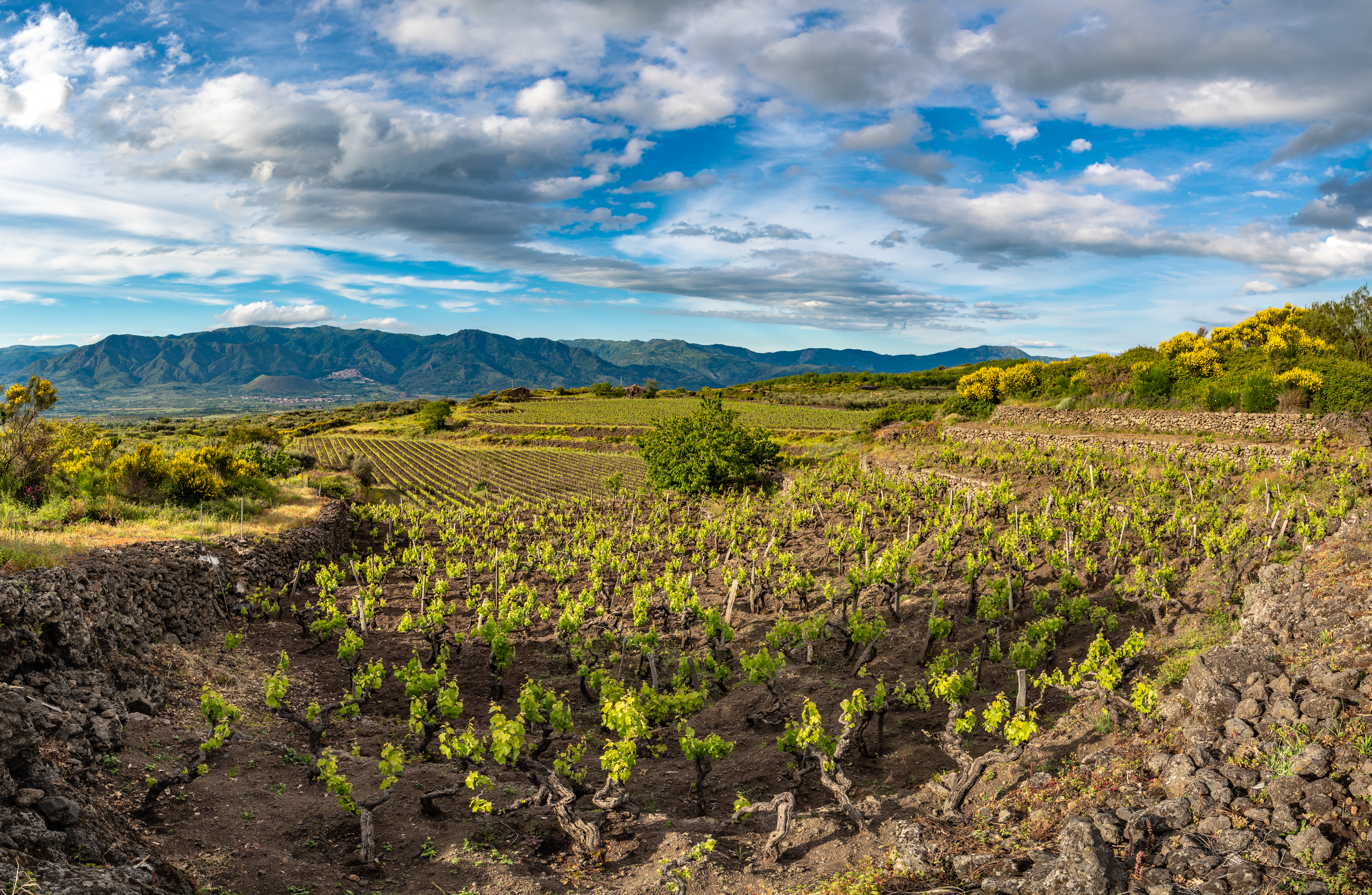 Vineyard of the mount Etna in Sicily
