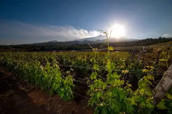 The Mediterranean sun and volcanic soil of Sicily makes for some outstanding wines