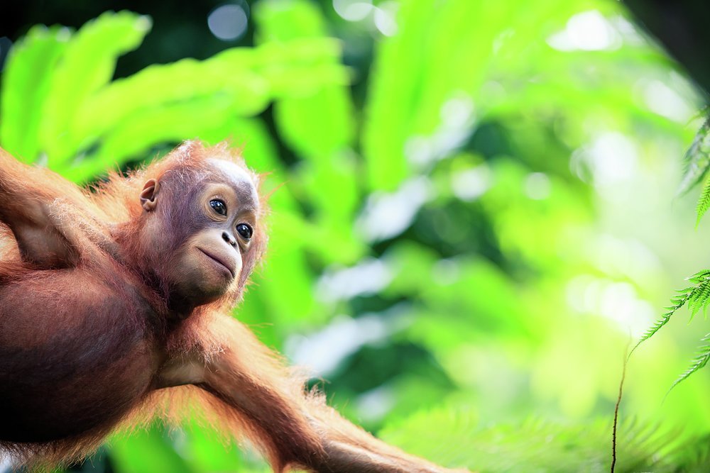 Over 60 percent of Sarawak province's landmass is made up of rainforests estimated to be around 140 million years old