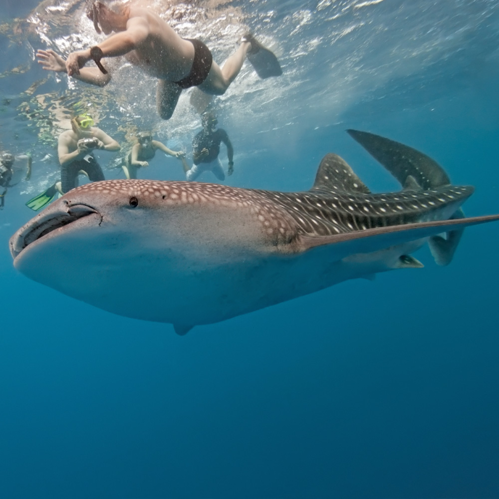 Group of people snorkeling with a whale shark