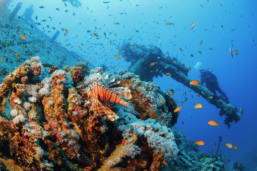 Explore the famous Red Sea shipwreck amongst the vibrant sealife