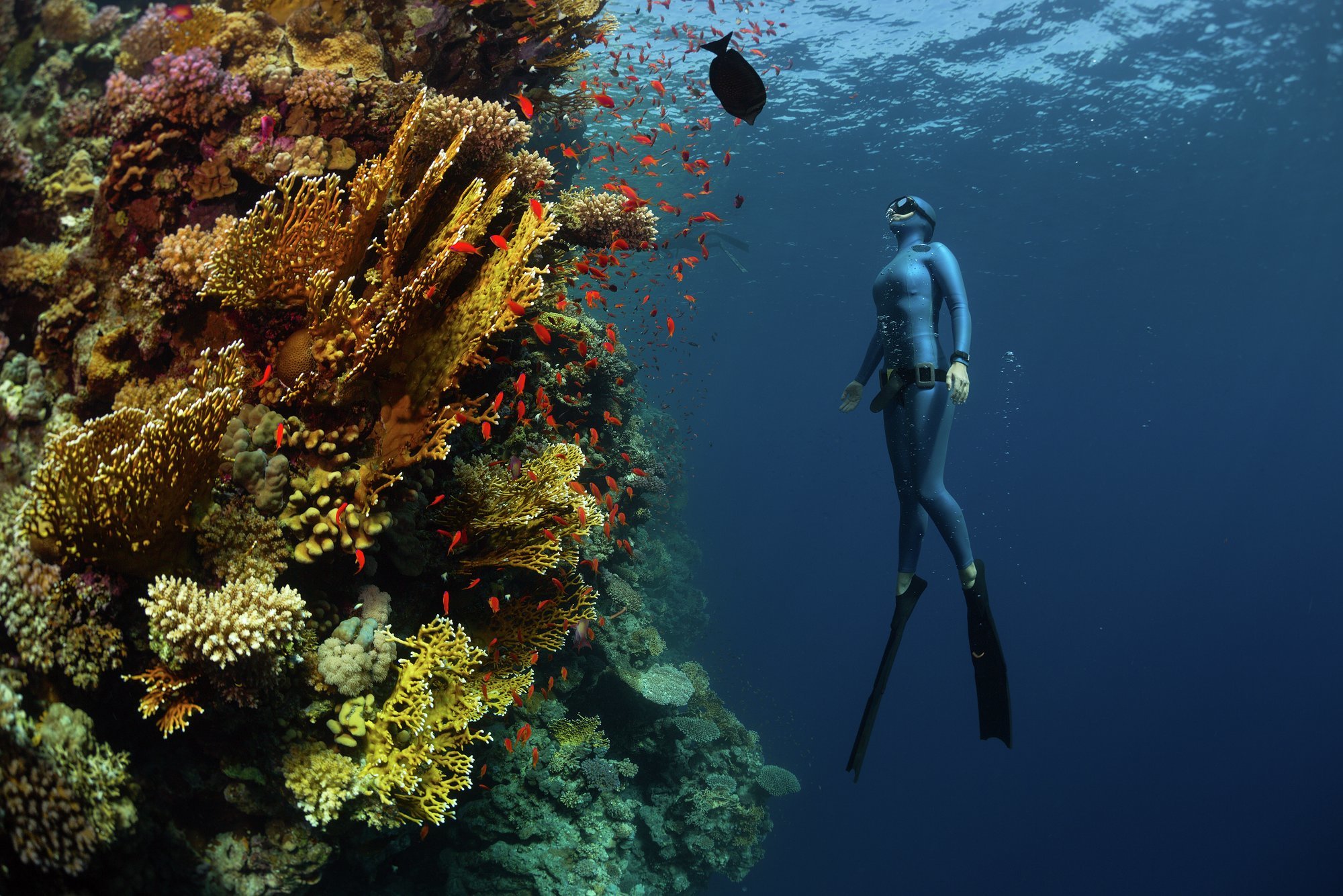 Explore the depths of the Red Sea&nbsp;