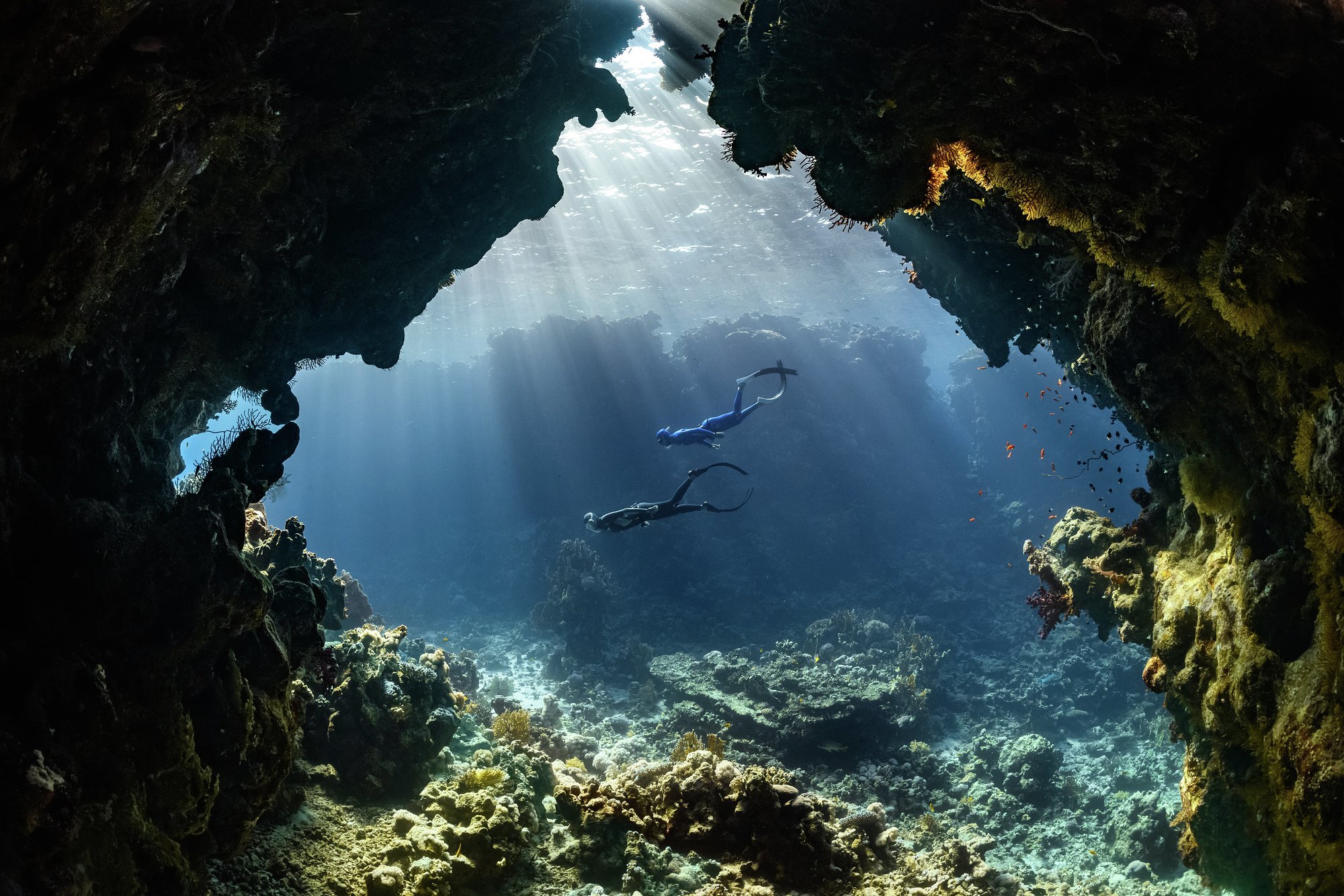 Take a deep dive and explore Saudi's stunning marine life