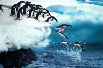 It's also home to colonies of Adélie, above, and Chinstrap Penguin