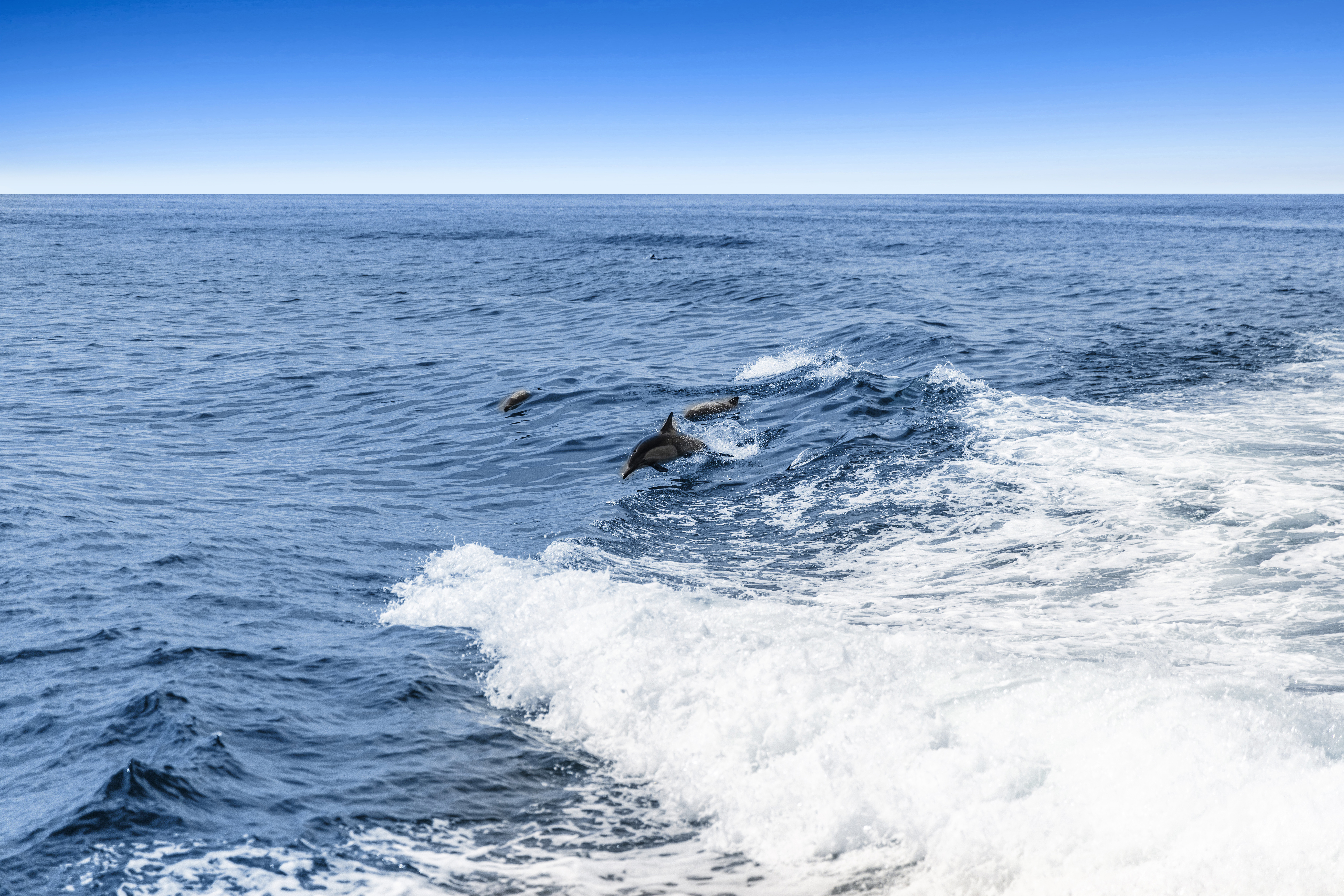 Dolphins jumping out of the water